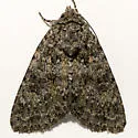 Aseptis lichena - Hodges#9574 - photo 2