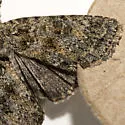 Aseptis lichena - Hodges#9574 - photo 3