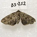 Aseptis lichena - Hodges#9574 - photo 4