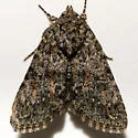 Aseptis lichena - Hodges#9574 - photo 5