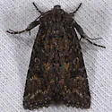Aseptis perfumosa - Hodges#9529
