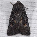 Aseptis perfumosa - Hodges#9529 - photo 3