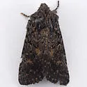 Aseptis perfumosa - Hodges#9529 - photo 4