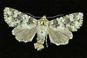 Aseptis pseudolichena - Hodges#9529.1