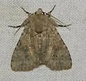 Aseptis pseudolichena - Hodges#9529.1 - photo 2