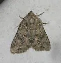 Aseptis pseudolichena - Hodges#9529.1 - photo 4