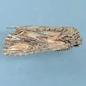 Aseptis susquesa - Hodges#9539