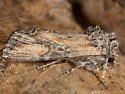 Aseptis susquesa - Hodges#9539 - photo 2