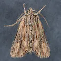 Aseptis susquesa - Hodges#9539 - photo 3