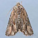 Aseptis susquesa - Hodges#9539 - photo 4