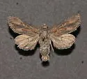 Aseptis susquesa - Hodges#9539 - photo 5