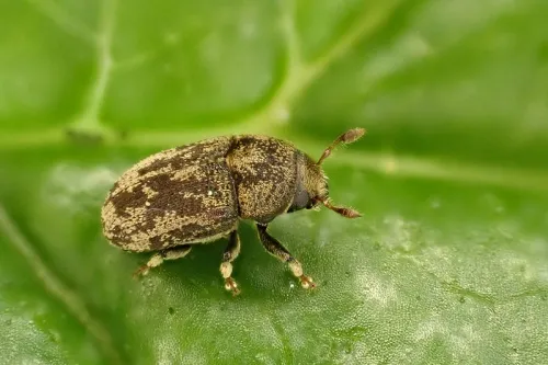 Ash Bark Beetle