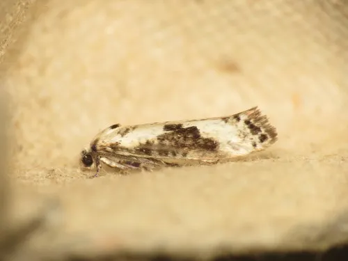 Ash Bud Moth - Prays fraxinella