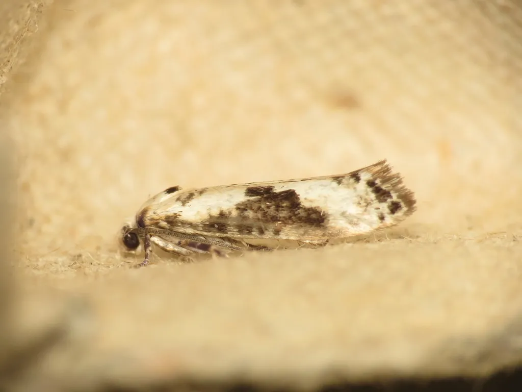 Ash Bud Moth - photo 2