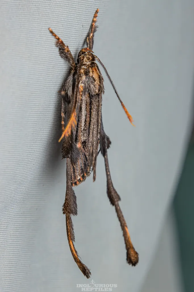 Ashinagidae - photo 2