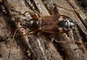 Ashlockaria diadema