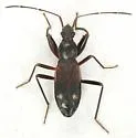 Ashlockaria magna