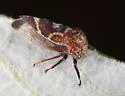 Ashmeadea carinata