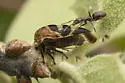Ashmeadea carinata - photo 4