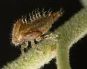 Ashmeadea carinata - photo 5