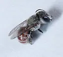 Ashmeadiella eurynorhyncha