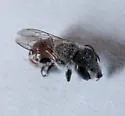 Ashmeadiella eurynorhyncha - photo 2