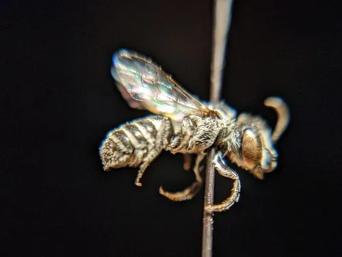 Ashmeadiella meliloti