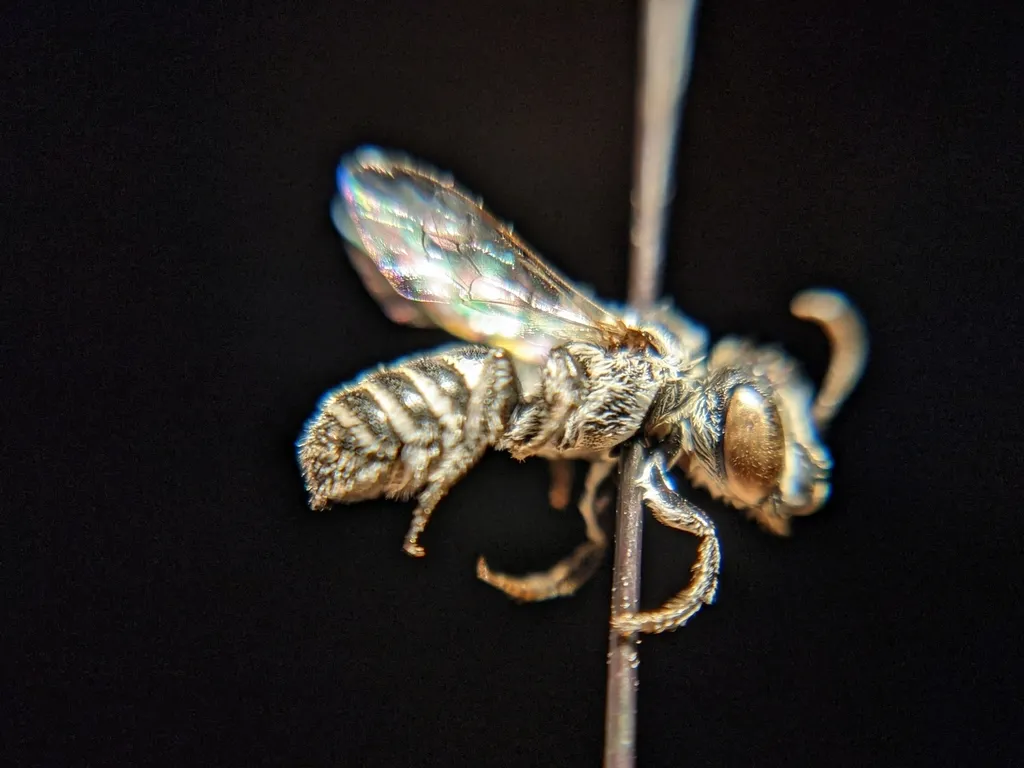 Ashmeadiella meliloti - photo 2