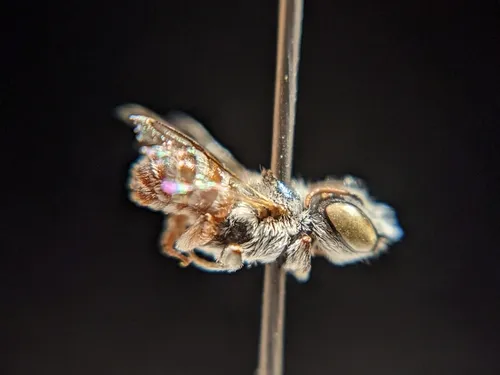 Ashmeadiella xenomastax