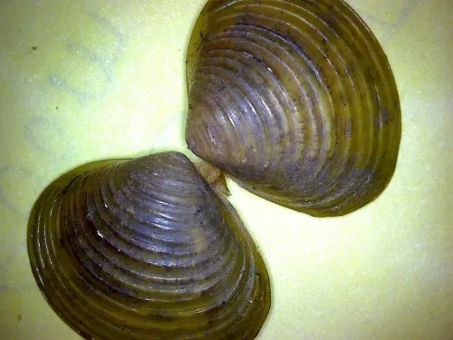 Asian Clam