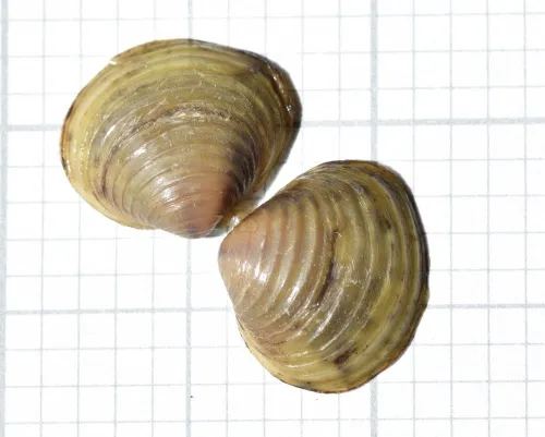 Asian Clam - photo 2