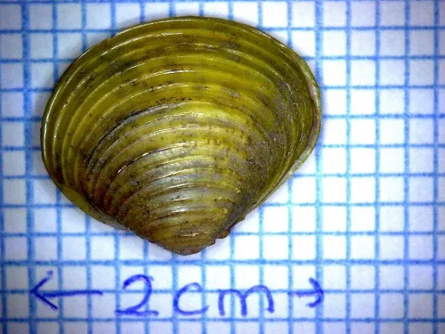 Asian Clam - photo 3
