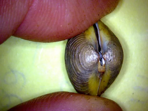 Asian Clam - photo 4