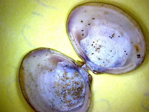 Asian Clam - photo 5