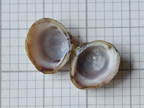 Asian Clam - photo 6