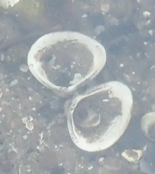 Asian Clam - photo 7