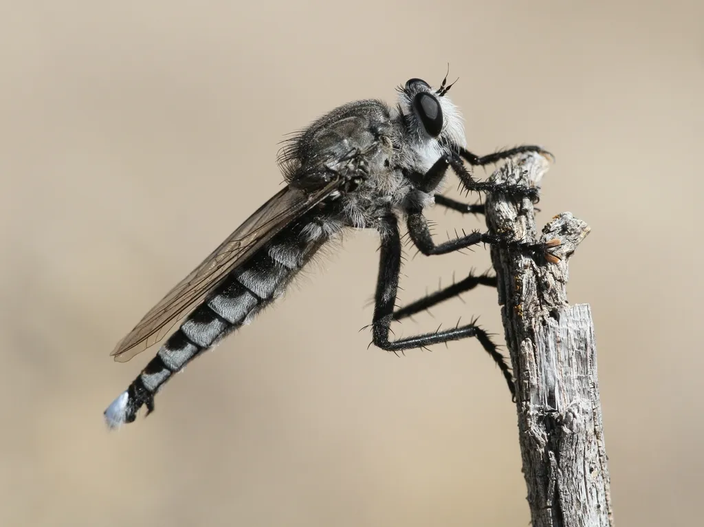 Robber Flies - photo 2