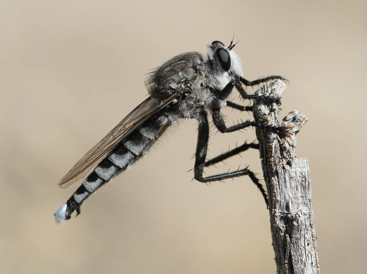 Robber Flies - photo 3