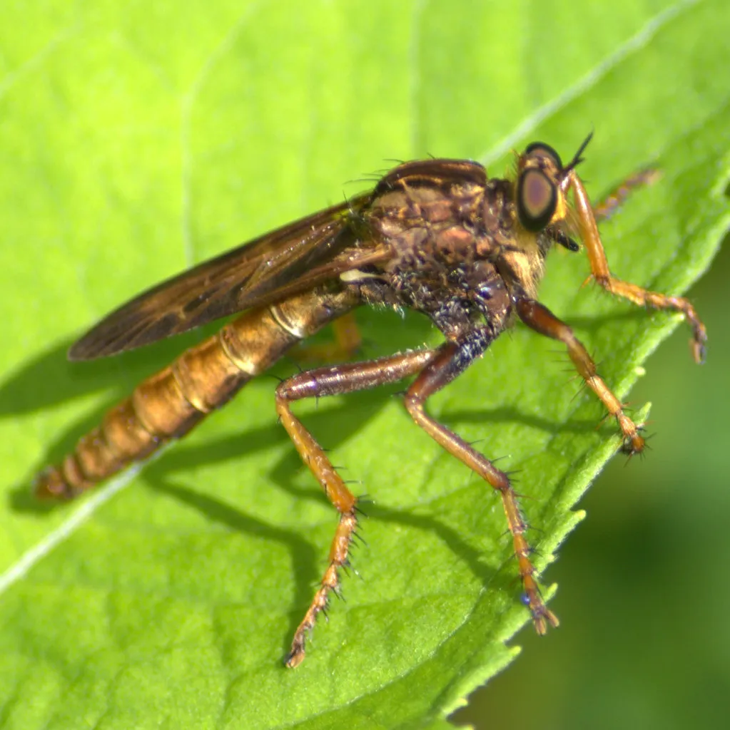 Asilus sericeus - photo 2