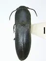 Asiocnemis hospitalis