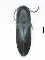 Asiocnemis mcclayi
