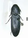 Asiocnemis nitens