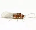 Asiopsocus sonorensis