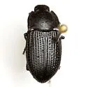 Asiopus aciculatus