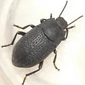 Asiopus minimus