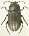 Asiopus pullus - Asiopus pullus