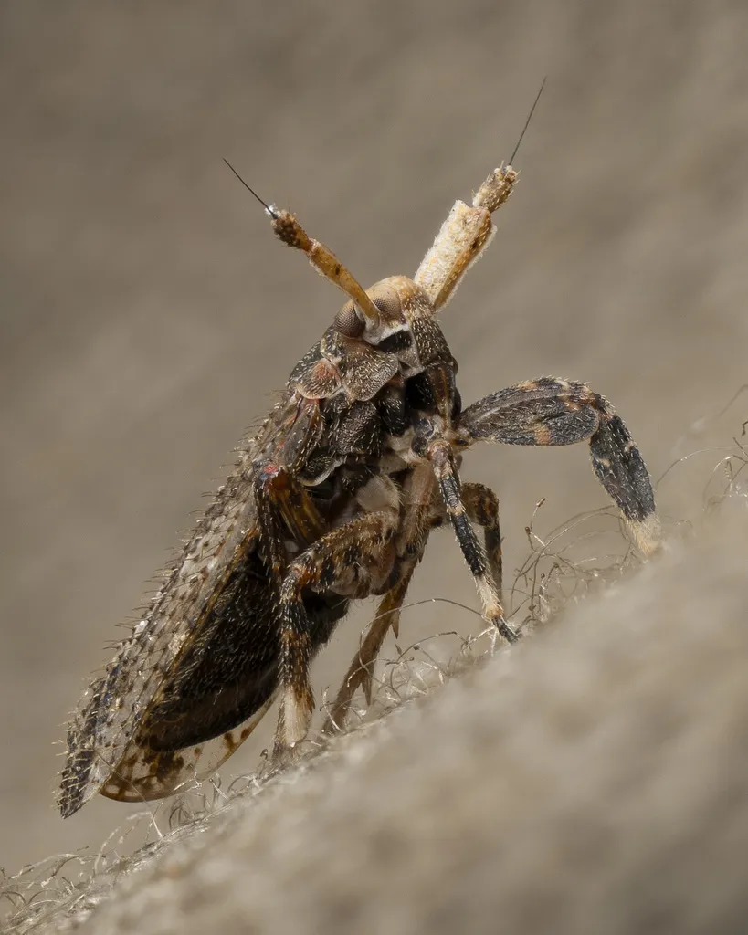 Asiraca clavicornis - photo 2