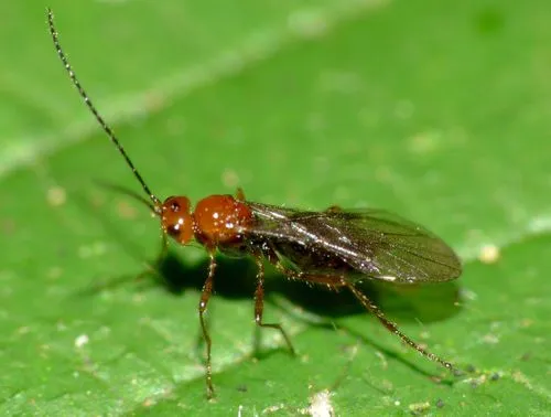 Asobara antipoda