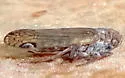 Asotocixius diopter