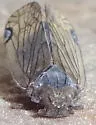Asotocixius diopter - photo 3